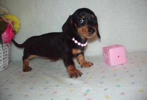 Mini Dachshund Puppies For Sale All You Need Infos