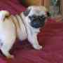 lovely pug puppies for sale  to pets loving homes