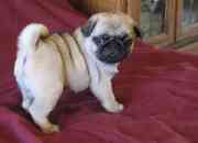 lovely pug puppies for sale  to pets loving homes