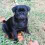pedigree very socialized black pugs now needing good homes