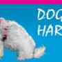 dog tracking devices,dog tracking devices