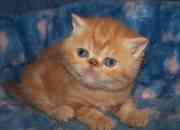 Two charming Exotic shorthair kittens available for lovely kids