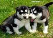 Gorgeous Siberian Husky Puppies - 8 weeks and ready to go home!