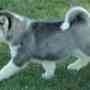 Lovely and most charming Siberian Husky Puppies