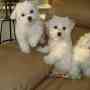Male and Female Maltese puppies for your homes
