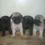 Male and Female Pug Puppies For A New Home