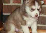 Pure Breed Siberian Husky Puppies For Sale