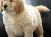 Beautiful White KC Registered Golden Retriever Puppies For Sale
