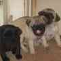 Gorgeous Purebred Black & Fawn Pug Puppies Available Now!