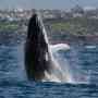 Whale Watching Cruises Tours Sydney