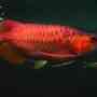 Magnificent Red asian arowana and others for sale