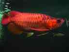 Magnificent Red asian arowana and others for sale