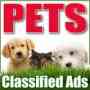 Pet Classifieds--------Pet For Sale