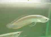 Magnificent Asian Red, Super red, Chilli red and many other arowana fishes for sale