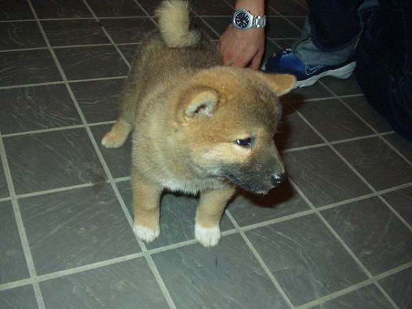 Male & female akc registered shiba inu puppies for sale