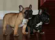 Great Champion Bloodlines French Bulldog Puppies