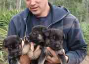 German Shepherd Puppies for sale in