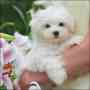 Super Maltese Puppies Now Available