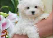 Super Maltese Puppies Now Available