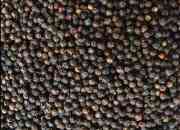 black pepper for sale to make your favourite meal more delicious