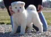 Akita Puppies for Sale (413) 752-0969