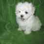 Magnificent T-cup Maltese Puppies now available only for caring families