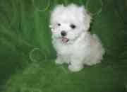 Magnificent T-cup Maltese Puppies now available only for caring families