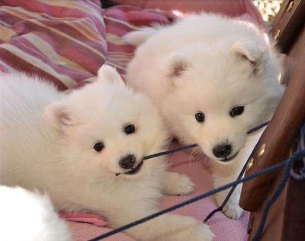 Beautiful Purebred Japanese Spitz Puppies For Sale In Melbourne Animals Pets