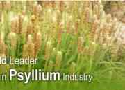 Kadam Exporters Premium Quality Psyllium and Products