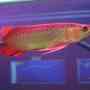 Super Quality Asian Arowana fishes available for sale
