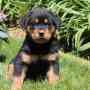 Cute and Healthy Rottweiler Puppies For Sale
