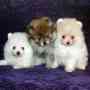 Cute and Charming Pomeranian Puppies Available