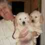 BEAUTIFUL golden retriever puppies 1 male 4 females ready for their forever homes