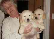 BEAUTIFUL golden retriever puppies 1 male 4 females ready for their forever homes