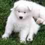 white samoyed puppy for sale