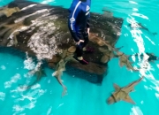 Sea Life Aquarium- Amazing Tourist Attraction in Melbourne