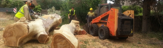 Tree removal services in adelaide
