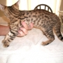 Cute serval and savannah kittens for sale