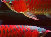Super Red arowana, Chili Red arowana,24k golden arowana,Platinum Arowana fishes.