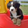 Charles - Bernese Mountain Dog Puppy for Sale