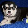 Echo - Alaskan Malamute Puppy for Sale