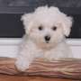 Felix - Bichon Frise Puppy for Sale