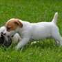Jack Russell Terriers Males and females