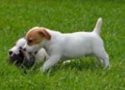 Jack Russell Terriers Males and females