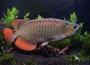 Grade A Asian Arowana fish available for sale