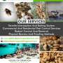 Termite management services Adelaide | Adelaide Plains Pest Services