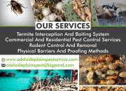 Termite management services Adelaide | Adelaide Plains Pest Services