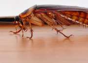 Termite Control Benowa Waters